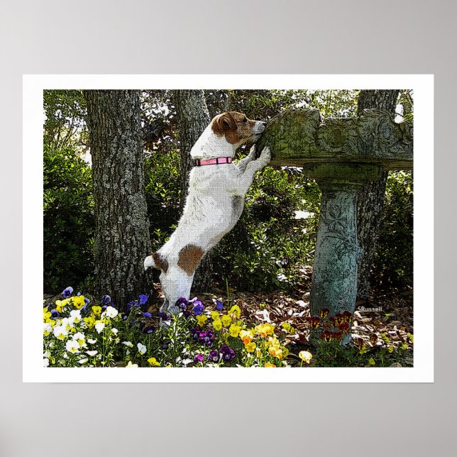 POSTER JACK RUSSELL TERRIOR (Devant)
