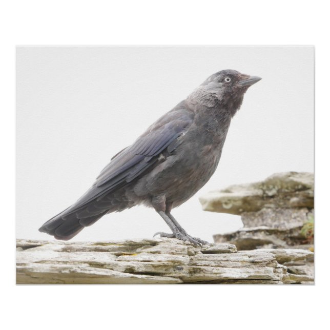 Poster Jackdaw (Devant)