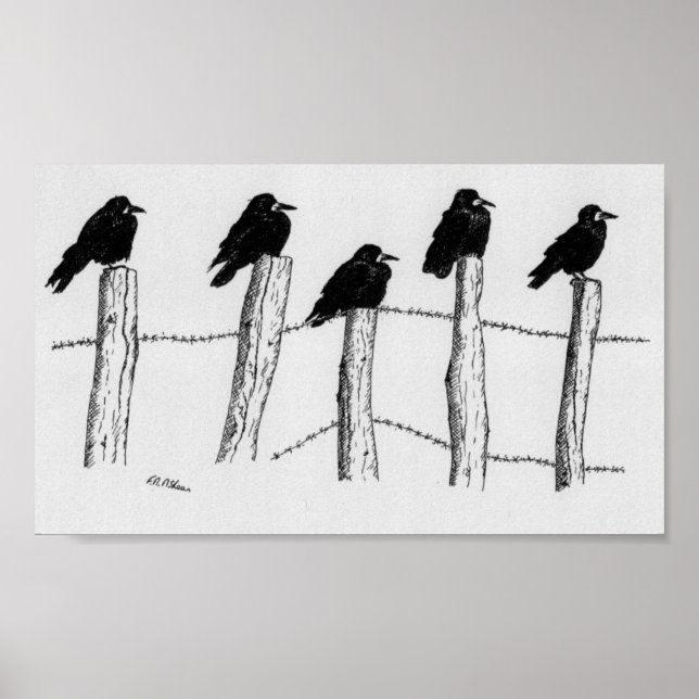 Poster Jackdaws (Devant)