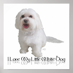 Poster J'adore mon petit chien blanc - Havanais