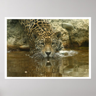 Poster Jaguar