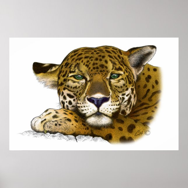Poster Jaguar (Devant)