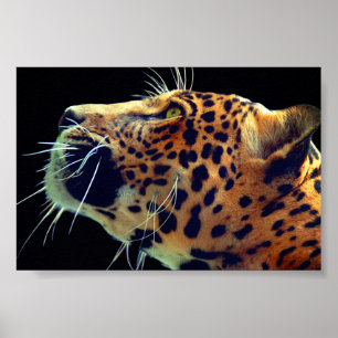 Poster Jaguar