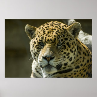 Poster Jaguar