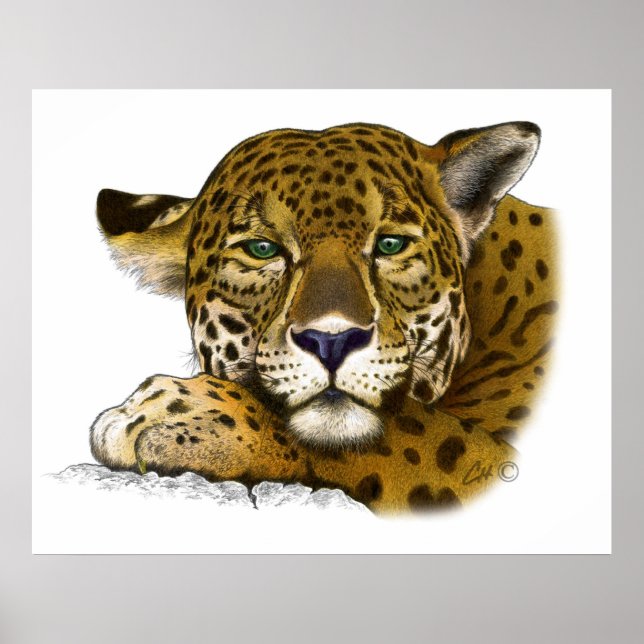 Poster Jaguar (Devant)