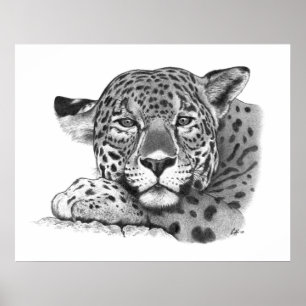 Poster Jaguar au crayon