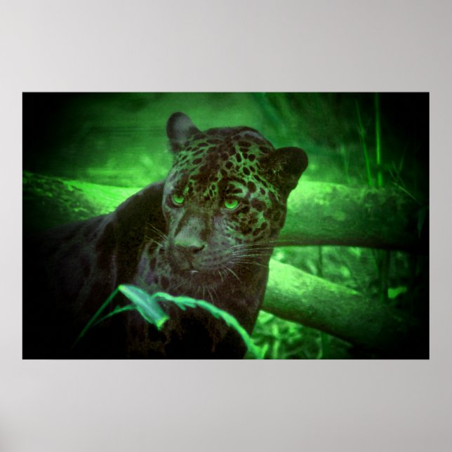 Poster Jaguar Black Panther (Devant)