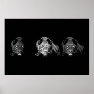Poster Jaguar noir et blanc - Chats sauvages