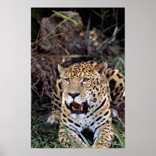 Poster Jaguar (onca de Panthera)