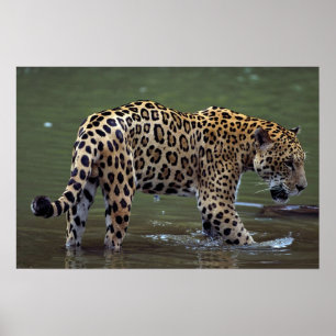 Poster Jaguar (onca de Panthera) en rivière boueuse