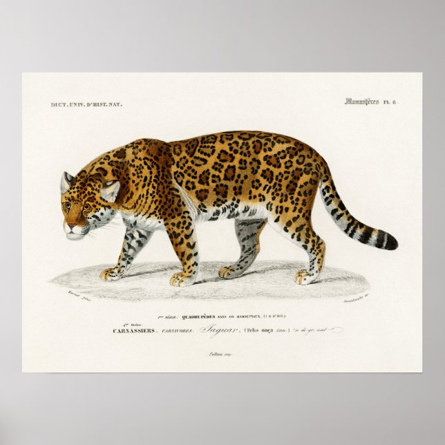 Poster Jaguar Panthera Onca Charles D'Orbigny (Devant)