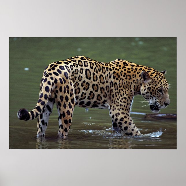 Poster Jaguar (Panthera onca) dans la rivière boueuse (Devant)