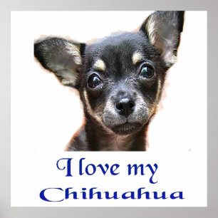 Poster J'aime Mon Chihuahua