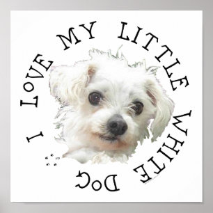 Poster J'aime mon petit chien blanc - Maltais
