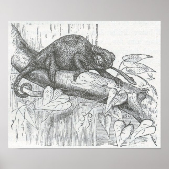 Poster James Johonnot - Chameleon (Devant)