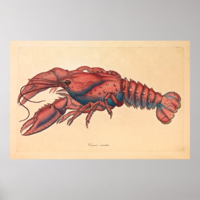 Poster James Sowerby Homard serbé (Devant)