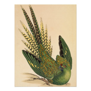 Poster James Sowerby Parrot terrestre, Psittacus terrestr