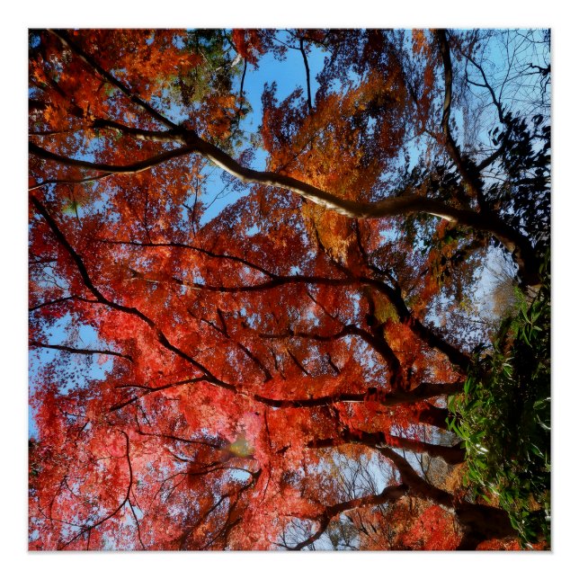 Poster Japanese Maple (Devant)
