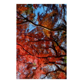 Poster Japanese Maple