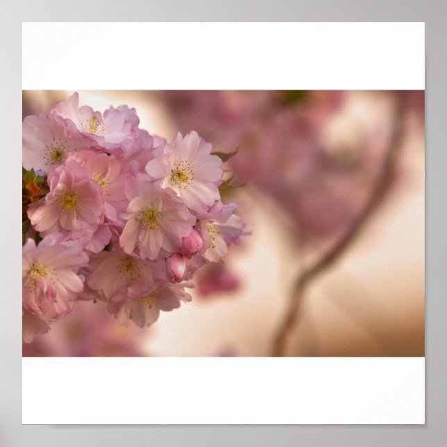 Poster japanische Kirschblüte (Devant)