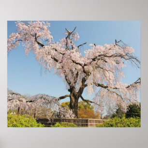 Poster Japon, Kyoto. Cerisier pleureur sous un ciel bleu