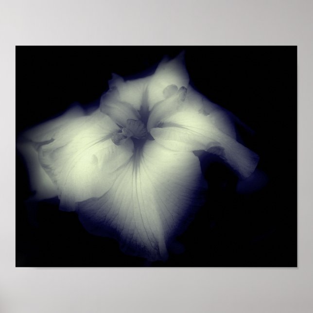 Poster Japonais Iris Noir Et Blanc Haut Contraste (Devant)