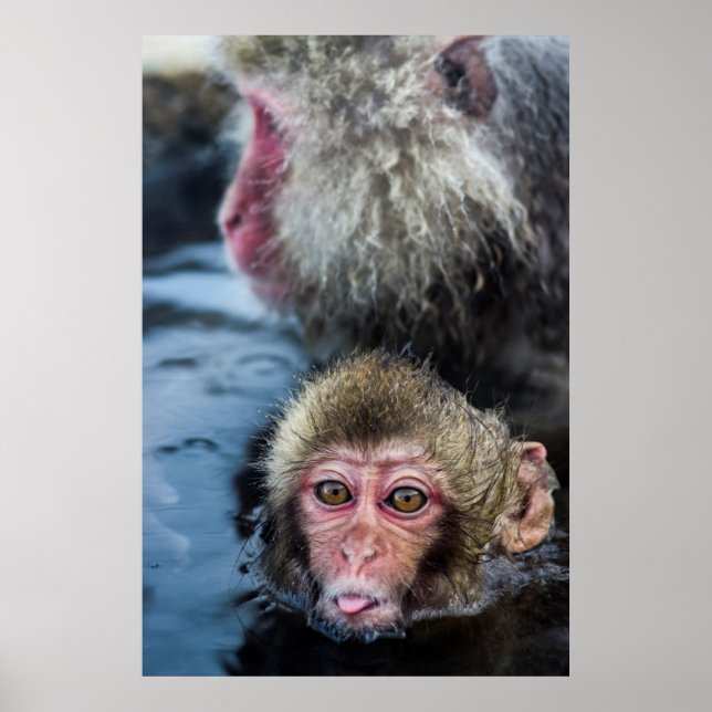 Poster Japonais Macaque Baby (Devant)