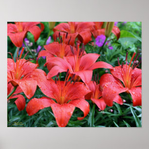 Poster Jardin aux fleurs d'Orange