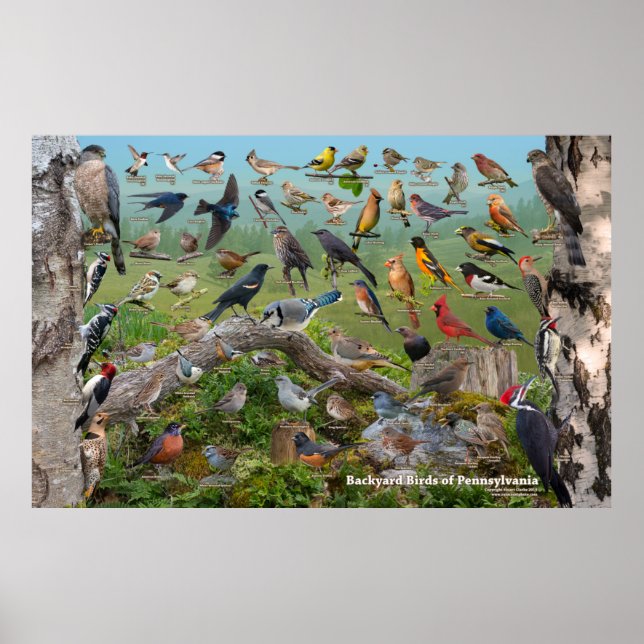 Poster Jardin Birds of Pennsylvania Custom SIze (Devant)