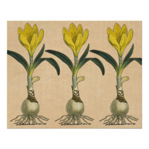 Poster Jardin botanique de tulipe Amaryllis Fleur