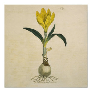 Poster Jardin botanique de tulipe Amaryllis Fleur
