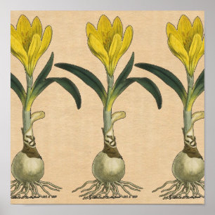 Poster Jardin botanique de tulipe Amaryllis Fleur