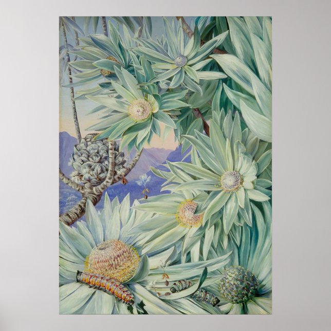 Poster Jardin botanique royal par Marianne North (Devant)