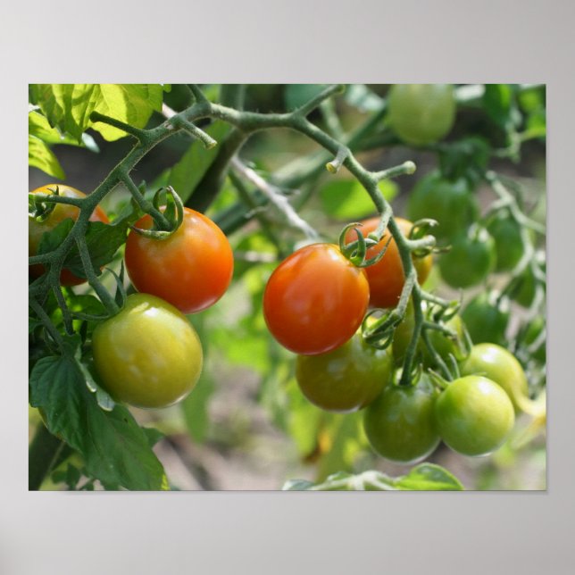 Poster Jardin Cherry Tomates Nature (Devant)
