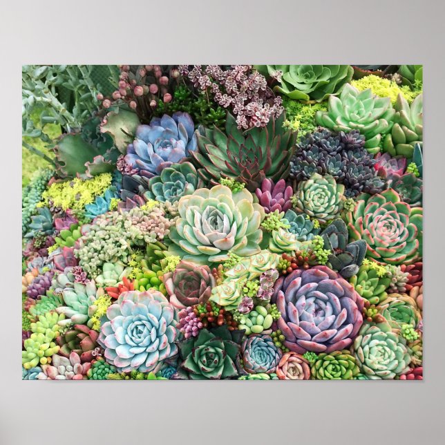 Poster Jardin coloré Succulent (Devant)