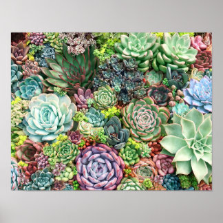 Poster Jardin coloré Succulent