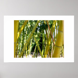 Poster Jardin de Bambou