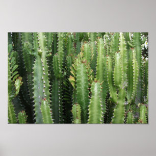 Poster Jardin de Cactus