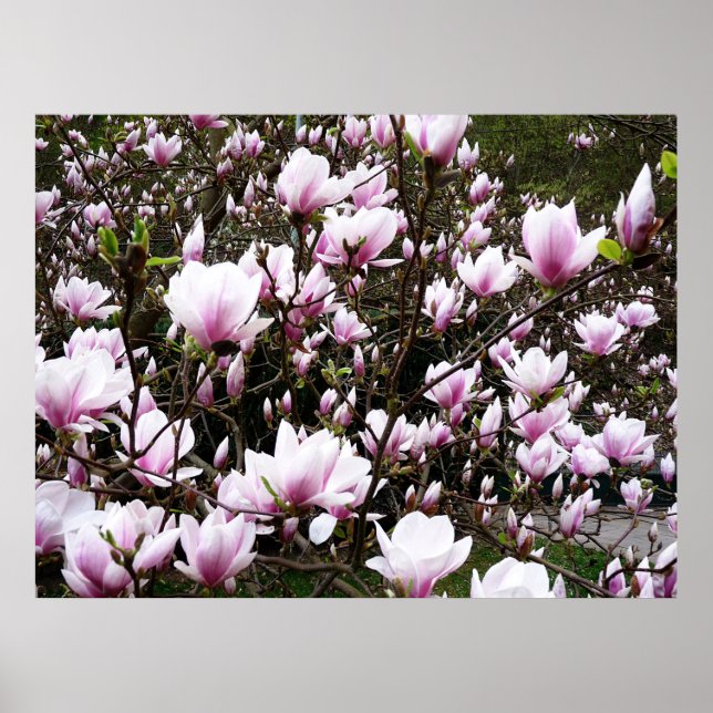 Poster Jardin de Magnolia (Devant)