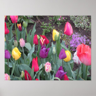 Poster Jardin de Tulip