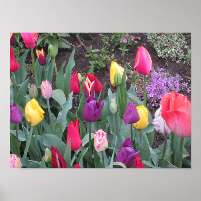 Poster Jardin de Tulip (Devant)