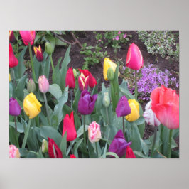 Poster Jardin de tulipes