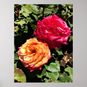 Poster Jardin d'essai international Rose, Portland, Orego