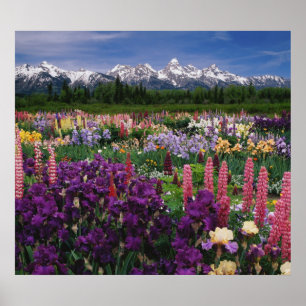 Poster Jardin d'Iris et de Lupins et chaîne Teton,
