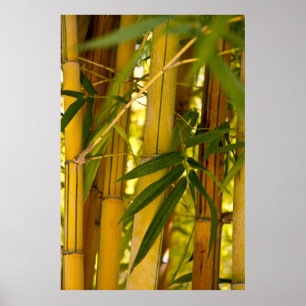 Poster Jardin en bambou