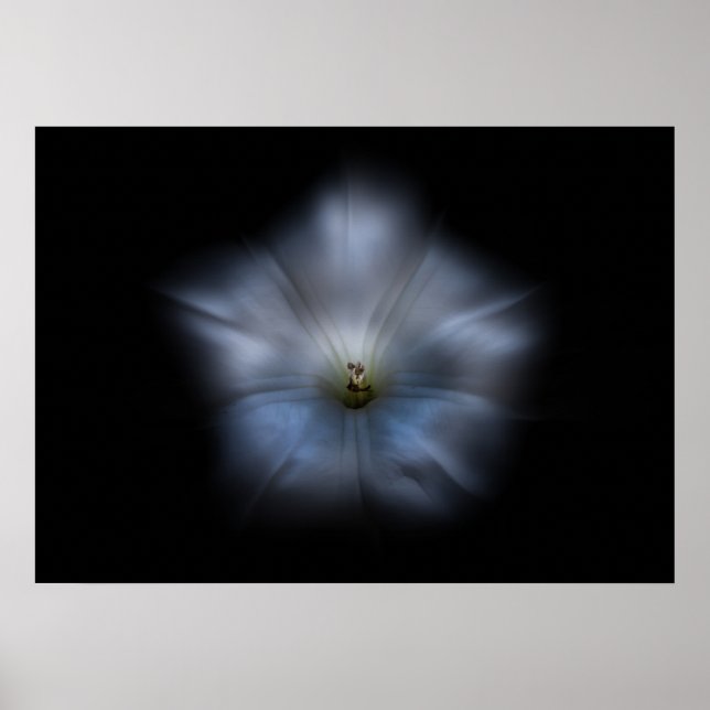 Poster Jardin Fleurs No 24 Version Couleur Flow (Devant)