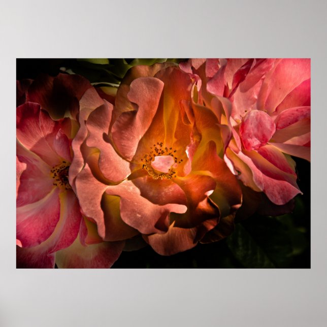 Poster Jardin Fleurs No 40 Version couleur (Devant)