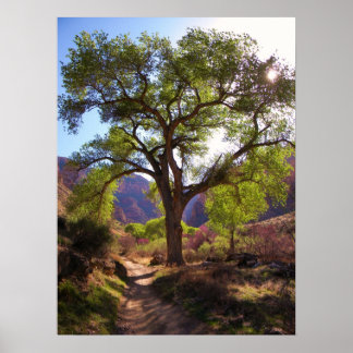 Poster Jardin indien