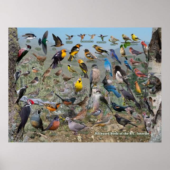 Poster Jardin Oiseaux de la Colombie-Britannique Intérieu (Devant)