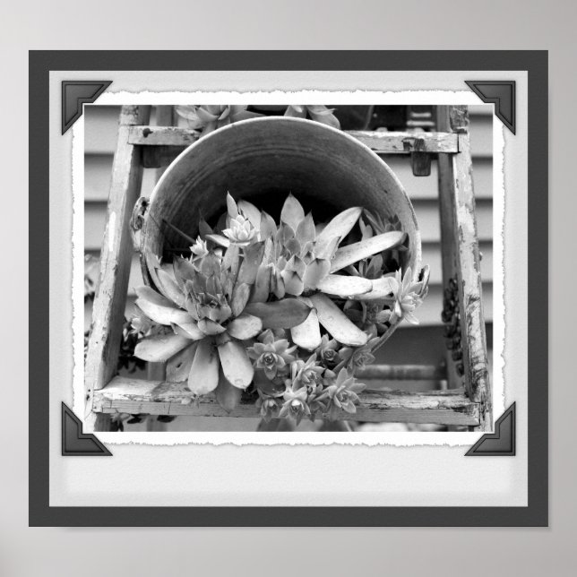 Poster Jardin Succulent Cliché noir et blanc (Devant)